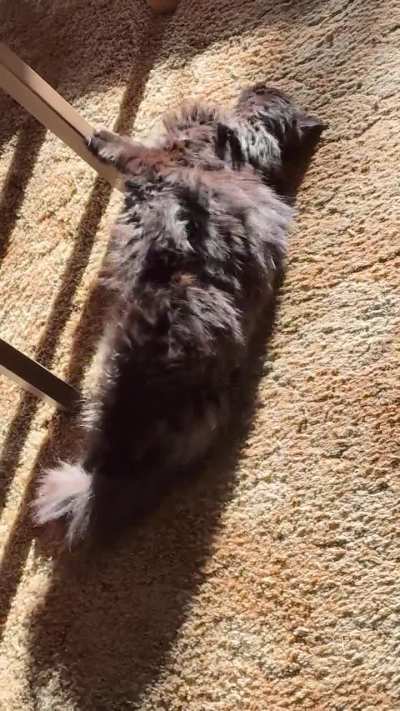 Lunatic’s belly is never a trap