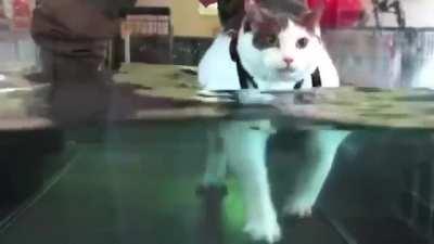 Motivated rotund meow is keeping the beat (sound)