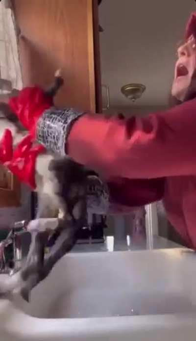 Kitty doesn't enjoy bath time