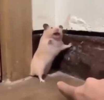 Don't scare me! Hamster Edition.