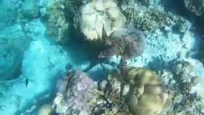 Sexy mermaid Kiara Advani 🤤🔥