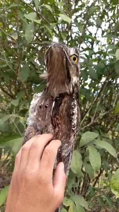 What a strange being