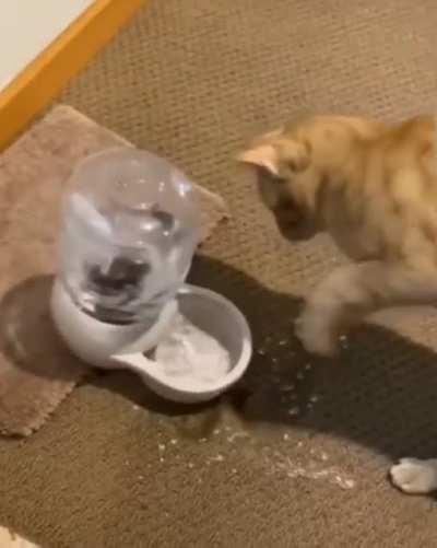 He loves the auto water dispenser!