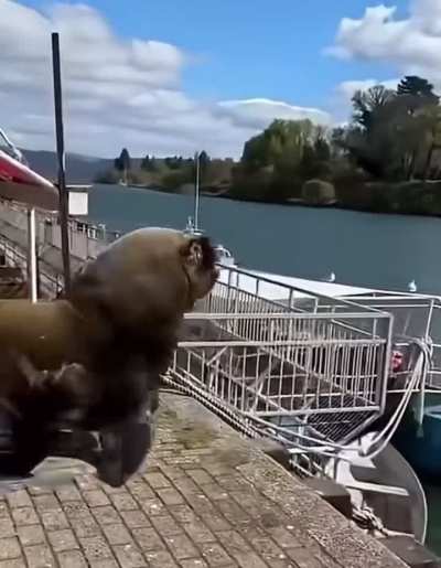 Chillin on the dock when all of a sudden a GIANT seal appears to your left