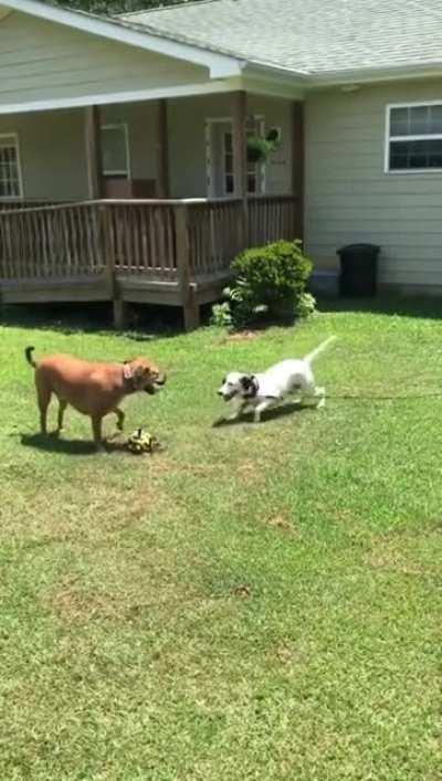 This dog is a high level troll