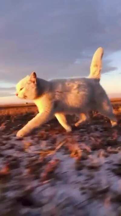 The camera view not often seen in a cat trotting