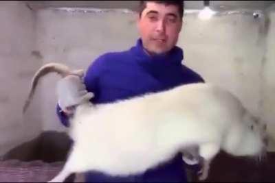 [SHOCKING] VILE Human ASSAILS BIG JIMMY, over the FALSE and LUDICROUS claim that he stole cheese!!!!!