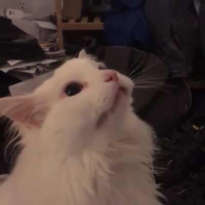 Thurston doing some shrimpin