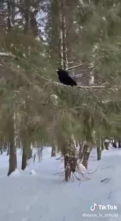 Был бы у меня такой ворон…