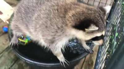 I gave him his first live fish, put it right into his little pool. Was not expecting this reaction.