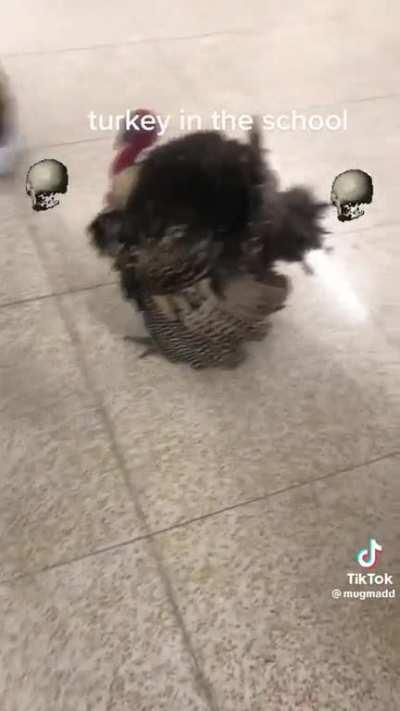 School Turkey About To Become Dinner 🔥🔥🔥