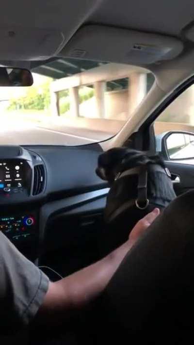 This good boy ducking its head every time they drive under an overpass