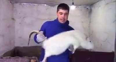 Absolute Unity of a rat