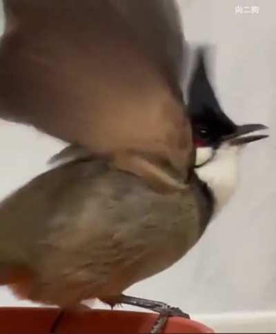 birbtalkinthebirdhouse