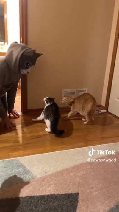 Fake cats being cats