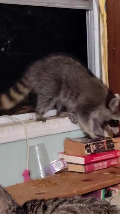 I have three baby raccoons- Pookey, Snooky, and The Little A**hole. Guess which one this is.