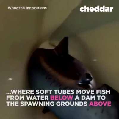 That looks kinda fun ngl