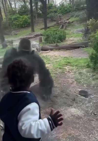 Kid makes eye contact with the wrong type of gorilla