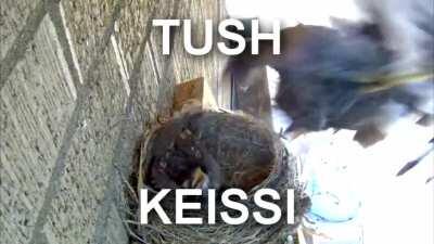 TUSH-KEISSI