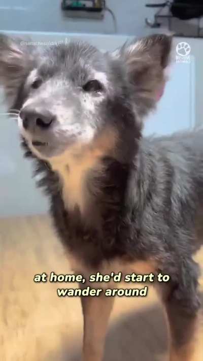 Kind Rescuers Rehabilitate And Transform A Starving Street Dog
