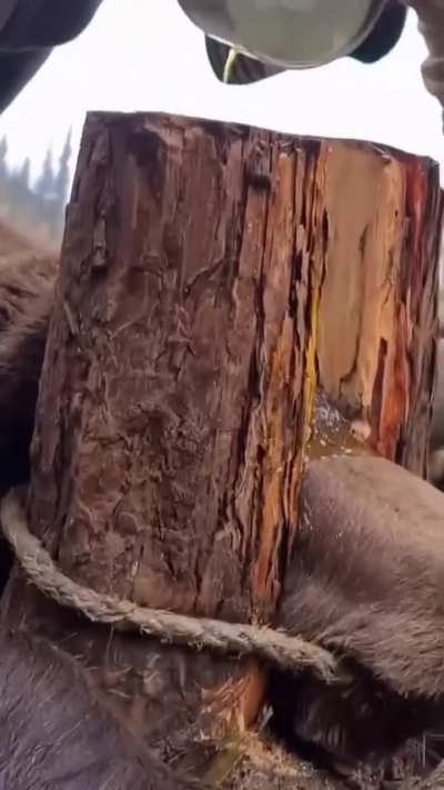 Helping a bear