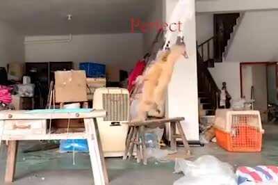 Derpidy derpable derpodus