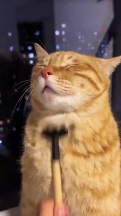 Being treated like a king, because he is