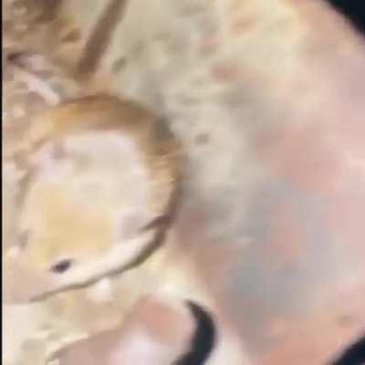 POV: JuJa prende stream