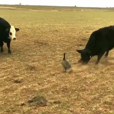 🔥 Cows trying to scare Canada Goose