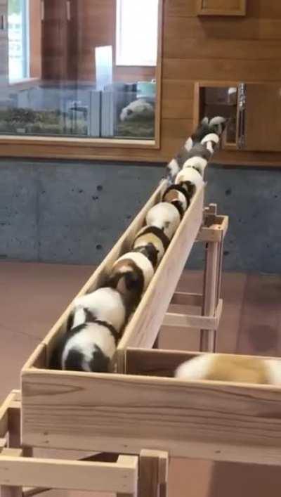 Guinea pig traffic