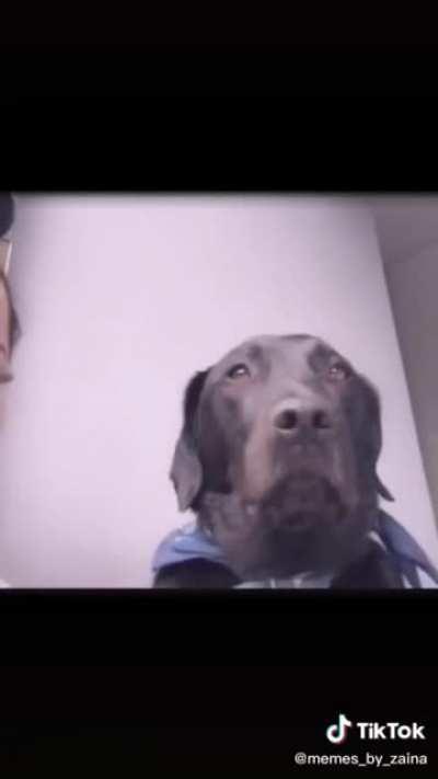 This dog looks like the pfp of this subreddit