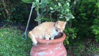 Catfruits in the process of pollination!