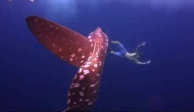 the fish is one thing, but the backdrop....