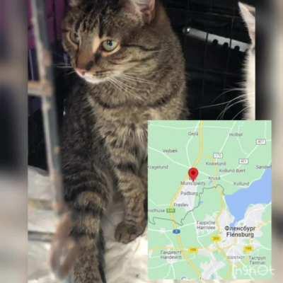 SOS! Ukrainian cat is lost by Bov, Denmark on the way to german family!