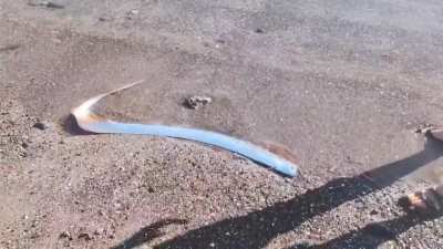 This rarely seen deep-sea creature, known as an oarfish, has washed ashore in Mexico.
