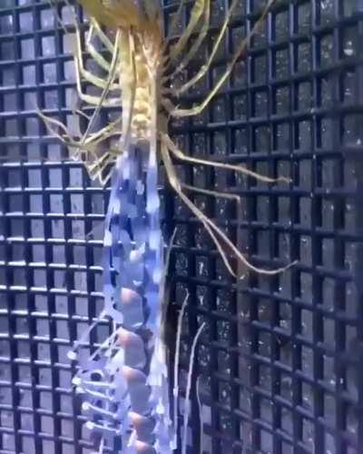 Это насекомое выглядит оооочень мило!