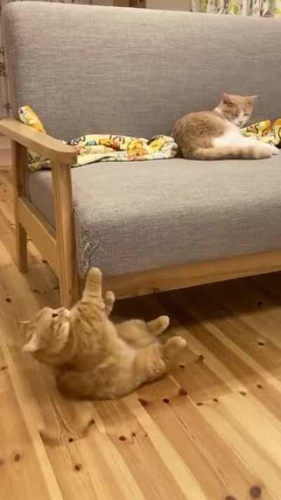 Too derpy to scratchy