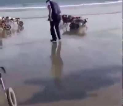 Paralyzed dogs enjoying a day at the beach