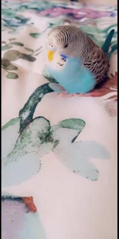 Tahlulah LOVES naps on my bed🐦🥰 My sweet baby dinosaur. 2 months together, and we're inseparable💕 (those clicking sounds😭😍)