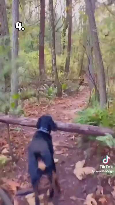 Dog carrying big stick