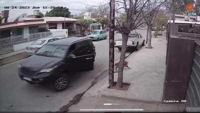 Perro se roba auto y lo choca
