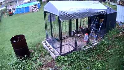 I was told you might like this. Err errrg. He's trying.