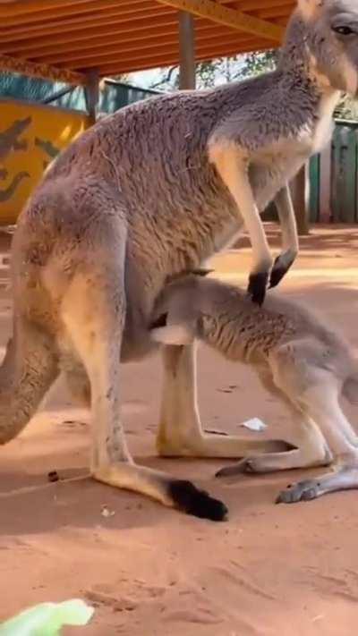 Kangaroo baby refuses to grow up..