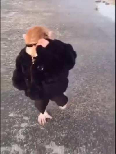 Chase bananas, not money: Sigma Monkeset. 1 million bananas in the bank.