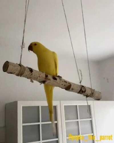 PArrot HaD EnouGh oF THis WOrLD'S BuLLSHIt