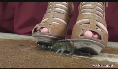 Hot Latina crushes crab with her high heel sandals.