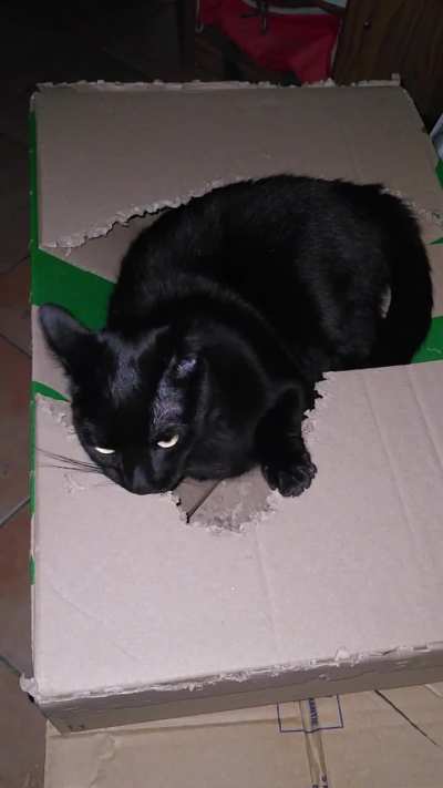 Box destroyed by my cat