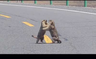 Mammals have road rage