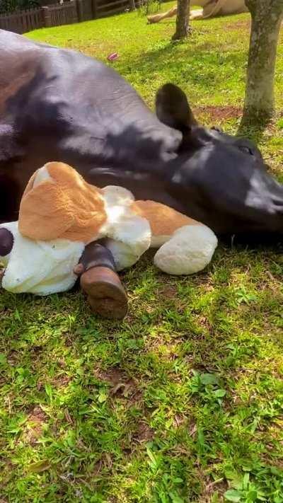 Cuddling with the dog toy