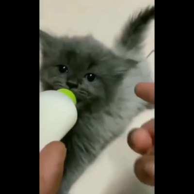 Over at r/aww, they think he’s an innocent baby. We know better!